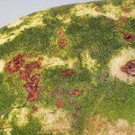 Anthracnose may not be visible at harvest, or they might be slight