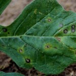 Myrothecium Leaf Spot causes small, dark brown circular lesions on leaves