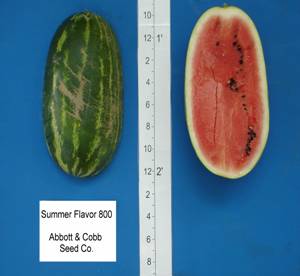 summer_flavor_800