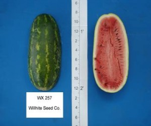wx_257