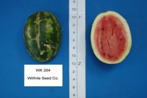 wx_264