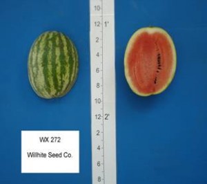 wx_272