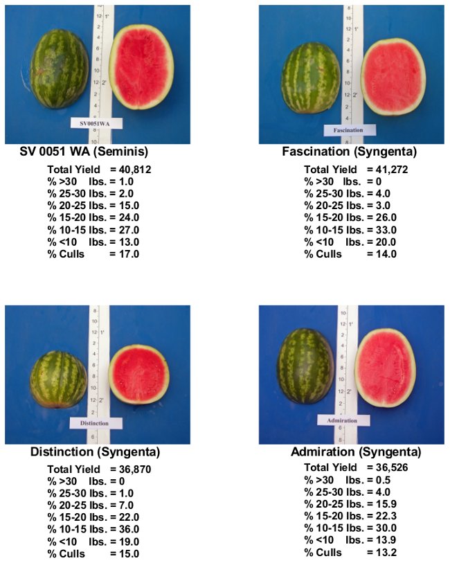 2013 Triploid Pictures | Vegetable Resources