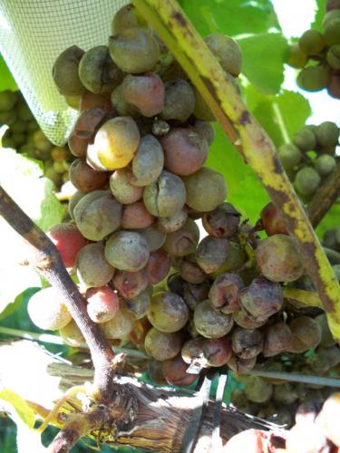 powdery mildew 15