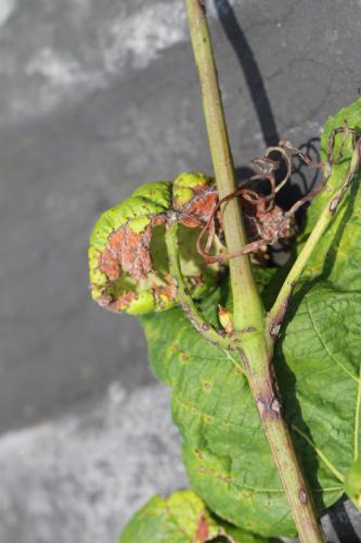 anthracnose 24