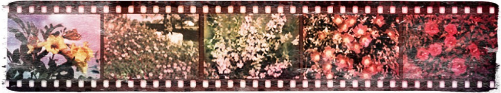 Filmstrip with images of plants