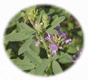 alfalfa