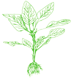 Amaranths (Chinese Spinach)