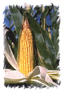 corn ear