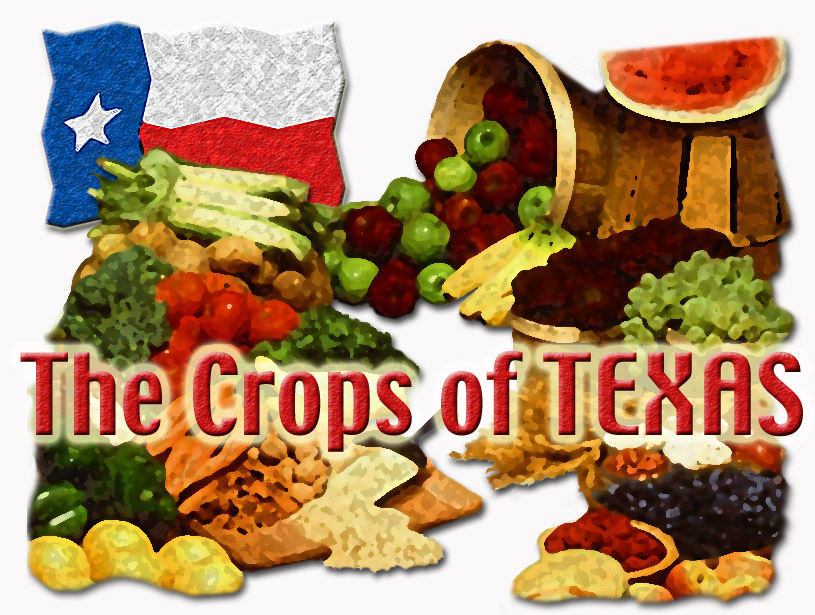 the crops of texas logo
