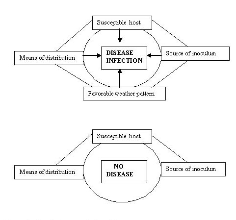 Figure 1 shows how four conditions are need for disease
