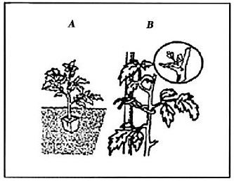figure IV-5 shows a stake and tyes to grow tomatoes upright with pruning