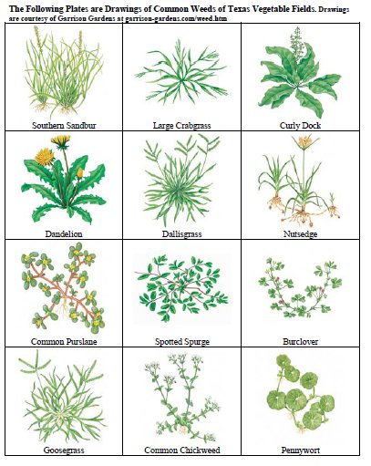 figure viii-1 shows Drawings of Common Weeds of Texas Vegetable Fields.