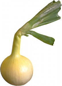 onion bulb