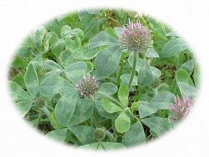 rose clover