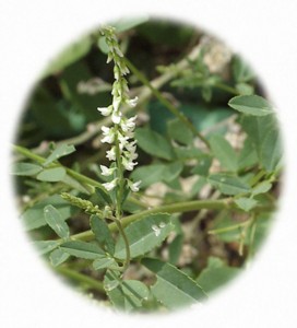 white sweet clover