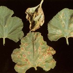 image of alternaria leaf blight