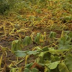 image of bacterial wilt damage