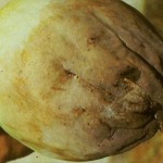 image of blossom end rot on a melon