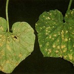 Cercospora Leaf Spot