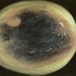 image of charcoal rot
