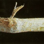 charcoal rot stem damage