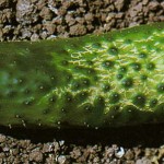 image of cold damage on a cucmber