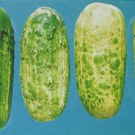 image of cucumber mosaic