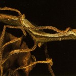 fusarium wilt root damage
