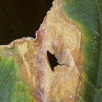 image of gummy stem blight damage