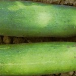 image of light belly color on cucumbers