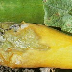 image of pythium rot