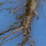 root-knot damage