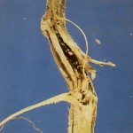 sclerotinia stem rot damage