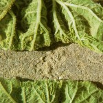 image of squash leaf curl damage