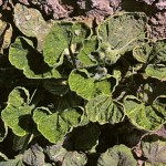 image of squash leaf curl