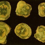 verticillium wilt damage visible in stem cross-sections