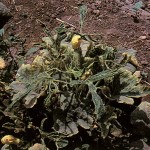 image of Zucchini Yellow Mosaic damage