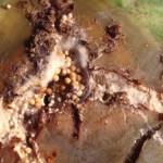 Belly Rot by the southern blight fungus, Sclerotium rolfsii