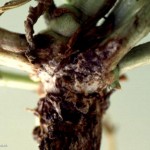 Southern Blight infection of the crown