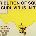 Distribution of Squash Leaf Curl Virus in Texas