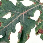 Gummy Stem Blight: irregular brown to black spots develop between leaf veins