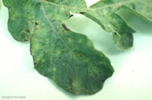 Tobacco Ring Spot Virus produces Tiny brown spots surrounded by yellow halo may appear on young leaves as a "stippling" effect.