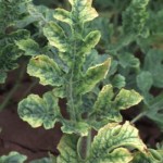 Squash Leaf Curl Virus symptoms are crumpled leaves with yellowed, mottled areas