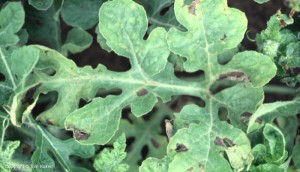 Alternaria Leaf Spot: Lesions are round to irregular target spots on older leaves 