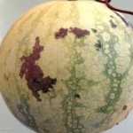 Bacterial Fruit Blotch bacteria can persist on volunteer watermelon or citron plants, or in their seed