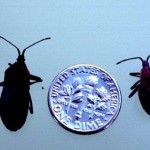 Squash bugs and a dime, roughly the same size
