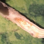 Monosporascus Root Rot causing vascular browning