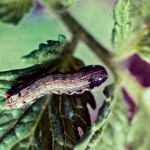 cutworm larvae