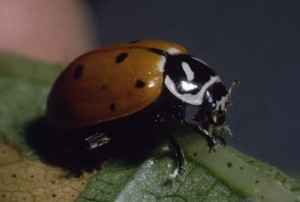 ladybird beetles